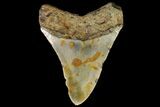 Bargain, Megalodon Tooth - North Carolina #88658-2